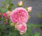 Preview: Kleinstrauchrose Amica 2
