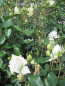 Preview: Kletterrose Alaska 2