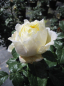 Preview: Rosa Amnesty International 1