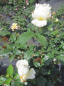 Preview: Rosa Amnesty International 3