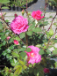 Preview: Kletterrose Gloriana 3