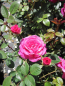 Preview: Kletterrose Gloriana 1