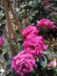 Preview: Kletterrose Gloriana 2