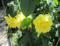 Preview: Kletterrose Golden Gate 3