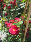 Preview: Kletterrose Gruß an Baden Baden 3