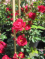 Preview: Kletterrose Gruß an Baden Baden 11