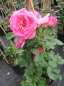 Preview: Kletterrose Morning Juwel 4