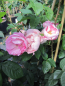Preview: Rosa Raubritter 2
