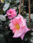 Preview: Kletterrose Rosenresli 3
