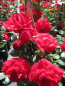 Preview: Kletterrose The Princes Trust 1