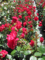 Preview: Kletterrose The Princes Trust 2
