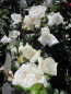 Preview: Kletterrose White New Dawn 3