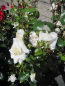 Preview: Kletterrose White New Dawn 4
