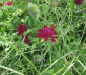 Preview: Mazedonische Witwenblume 1