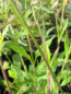 Preview: Wiesen-Witwenblume 2