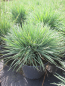 Preview: Blaugraues Schillergras Coolio 1