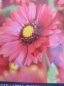 Preview: Kokardenblume Burgunder 1