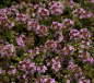 Preview: Thymus herba-barona 2
