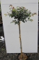 Preview: Hochstamm Kugel-Feldahorn Nanum 3