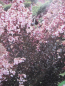 Preview: Lagerstroemia Burgundy Cotton