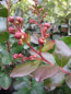 Preview: Lagerstroemia Indica Braise 2