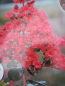 Preview: Lagerstroemia Indica Braise 1
