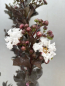 Preview: Hochstamm Chinesische Kräuselmyrte Coconut Sorbet 1