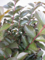 Preview: Lagerstroemia indica Coral Magic 3