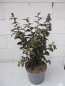 Preview: Lagerstroemia indica Crimson Red 2
