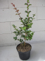 Preview: Lagerstroemia indica Dynamite 3
