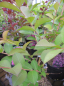 Preview: Lagerstroemia indica Hopi 2