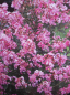 Preview: Lagerstroemia indica Hopi 1