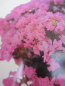 Preview: Chinesische Kräuselmyrte Magic Magenta 1
