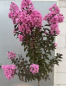 Preview: Hochstamm Chinesische Kräuselmyrte Rhapsody in Pink - Lagerstroemia indica - sehr bienenfreundlich