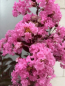 Preview: Hochstamm Chinesische Kräuselmyrte Rhapsody in Pink - Lagerstroemia indica - sehr bienenfreundlich