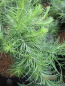 Preview: Larix kaempferi Blue Kroc 2
