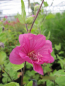 Preview: Lavatera Red Rum 1