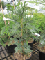 Preview: Thujopsis dolobrata Cristata1