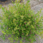 Preview: Lespedeza bicolor Yakushima 2