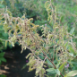 Preview: Lespedeza polystachya 2