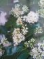 Preview: Ligustrum japonicum Texanum 2