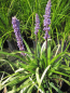 Preview: Lilientraube Ingwersen 1