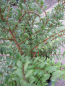 Preview: Heckenkirsche Tiny Green 2