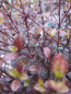 Preview: Lophomyrtus x ralphii Purpurea 1