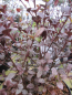 Preview: Lophomyrtus x ralphii Purpurea 3