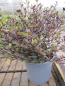 Preview: Schopfmyrthe Purpurea Nana 1