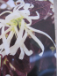 Preview: Loropetalum chinense Ruby Snow 1