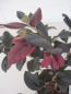 Preview: Loropetalum chinense Ruby Snow 2