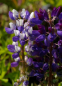 Preview: Zwergige-Garten-Lupine Gallery Blau 2