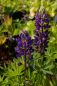 Preview: Zwergige-Garten-Lupine Gallery Blau 1